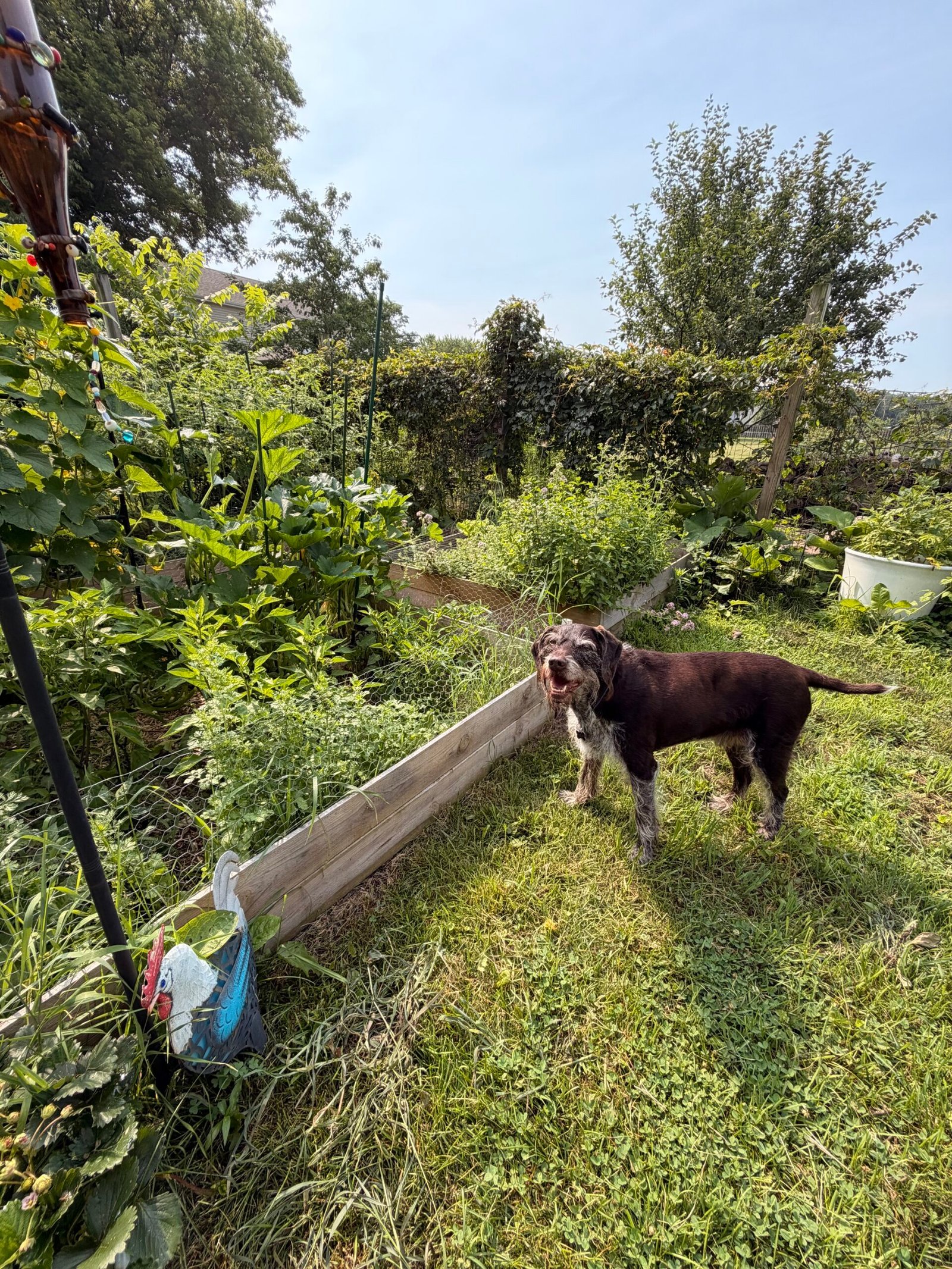 Zeke with Garden